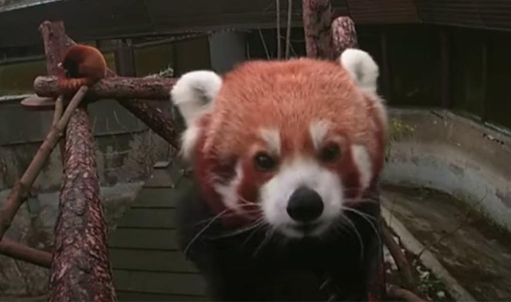 Panda Rojo descubre cámara oculta y 'enternece' a la red