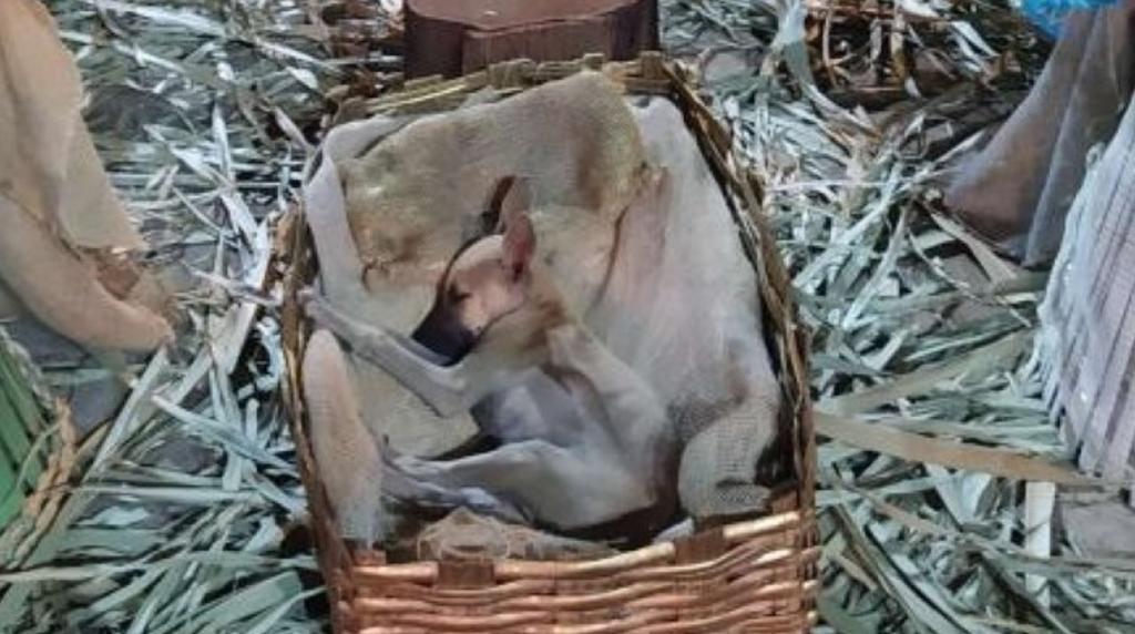 VIRAL: Encuentran a perrito durmiendo en cuna de Nacimiento