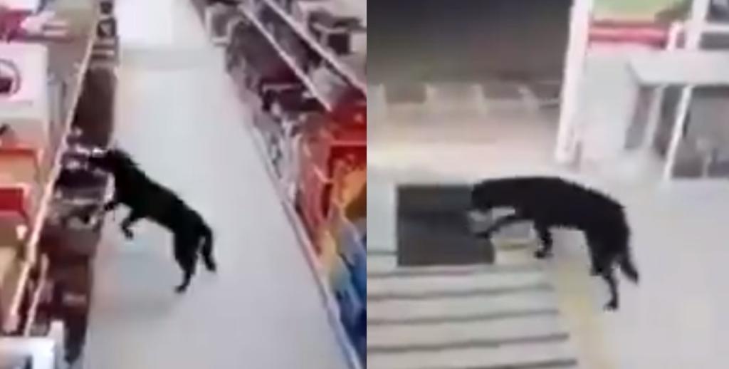 Perrito entra a 'robar' a tienda y desinfecta sus patas antes de salir