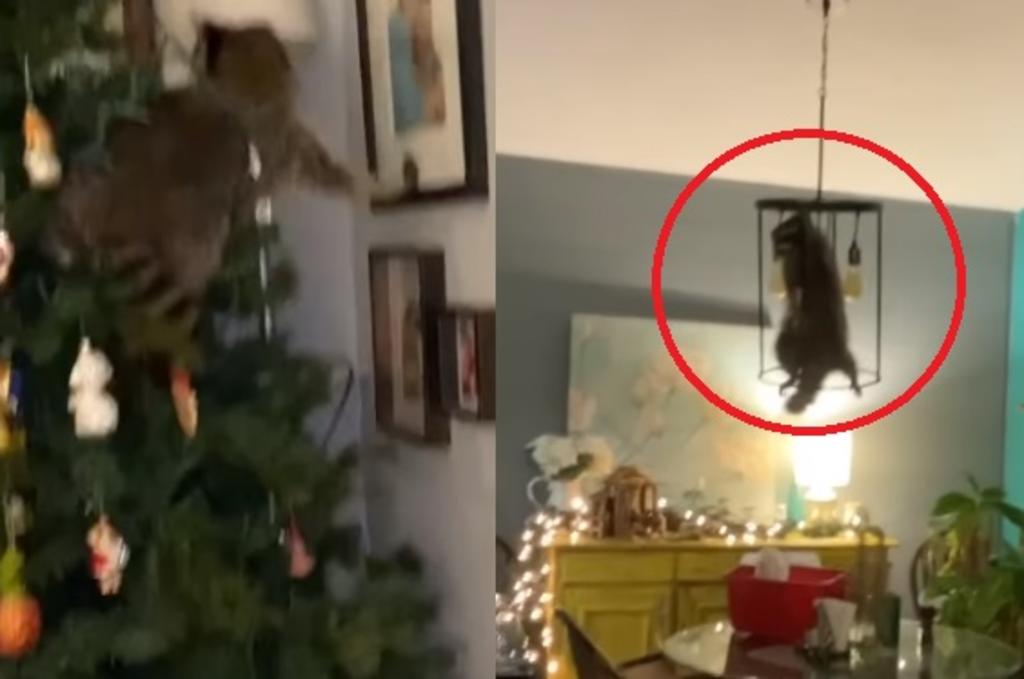 VIRAL: Mapache intruso invade árbol navideño