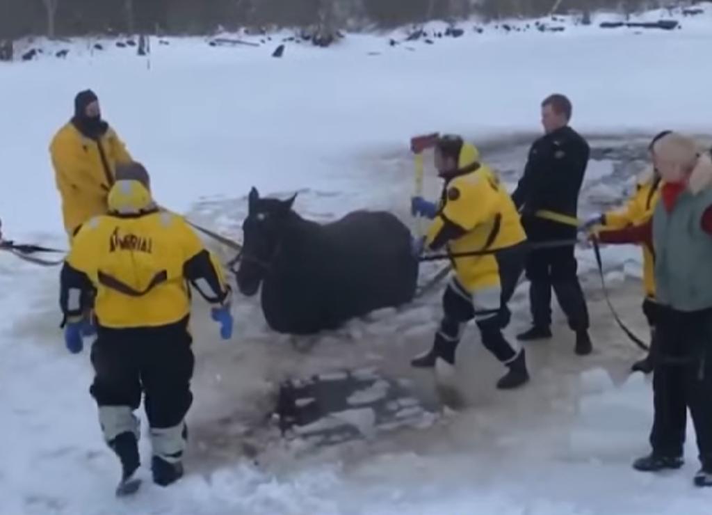 Rescatan a un caballo que cayó en un lago congelado