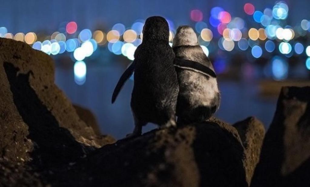 Dos pingüinos protagonizan la mejor fotografía del Ocean Photography Awards