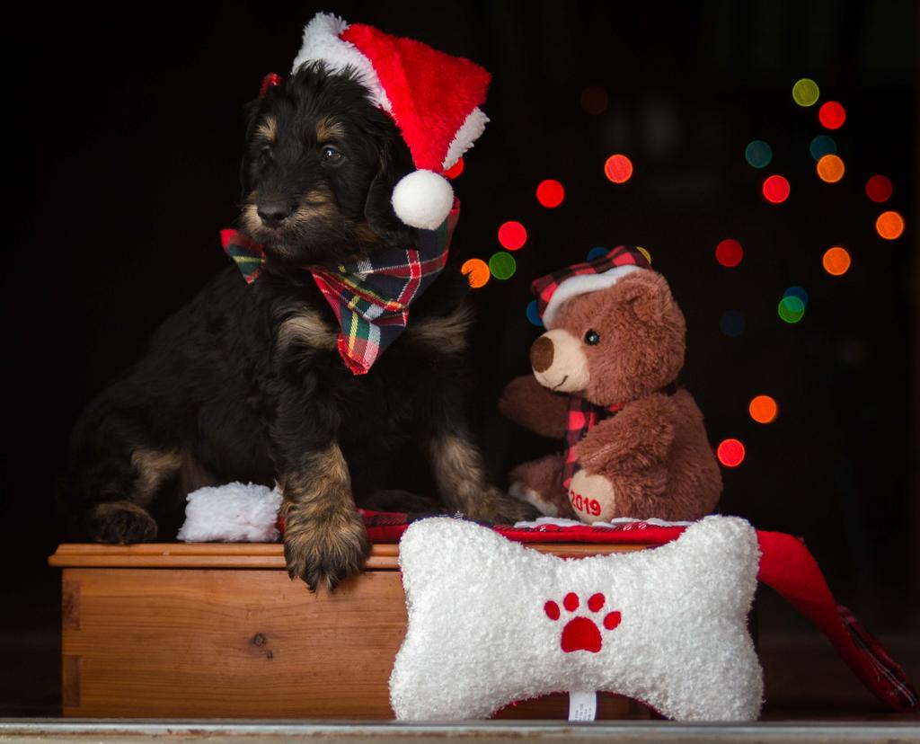¿Es buena idea regalar una mascota en Navidad?
