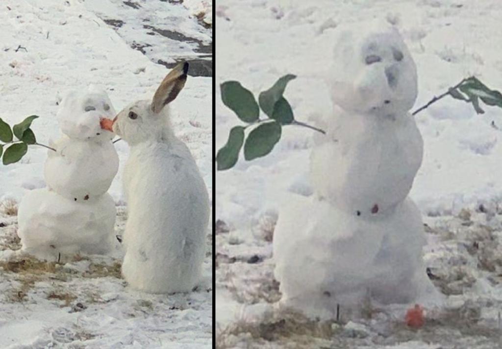 Conejo se hace viral por comerse la nariz de un muñeco de nieve