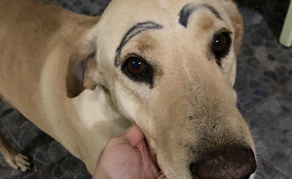 VIRAL: Perro sale de su casa y regresa con las cejas pintadas