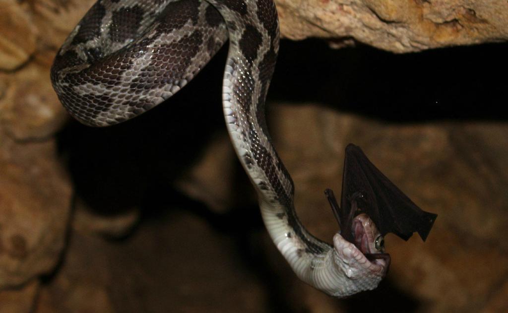 Kantemó, la cueva de las serpientes colgantes en Quintana Roo
