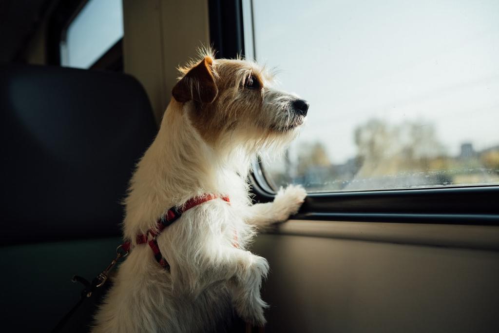 ¿Cuál es la mejor manera para viajar con nuestras mascotas?