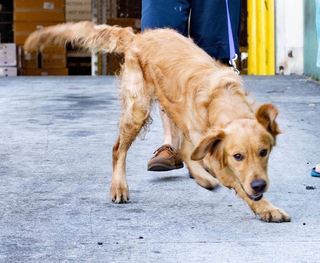 Advierte veterinario que sonido de pirotecnia puede causar muerte a perros