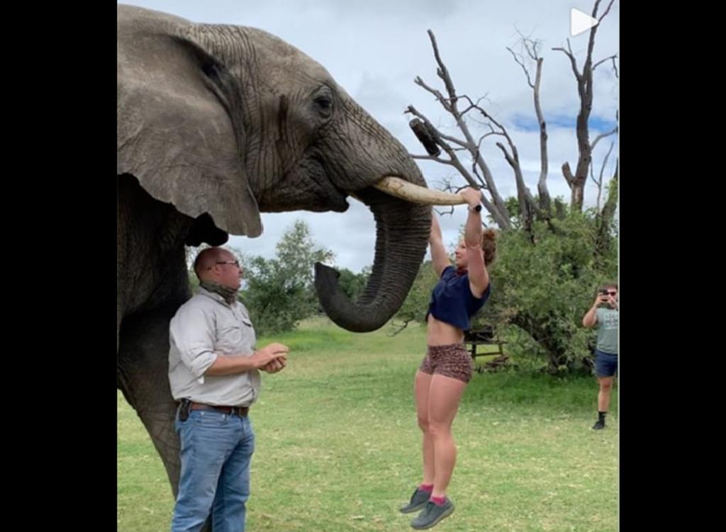 Mujer hace flexiones en los colmillos de un elefante y causa indignación