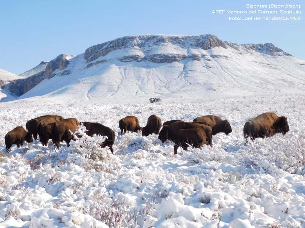 Manada de bisontes es vista en Coahuila