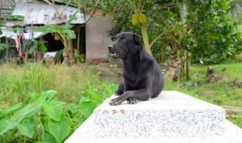 'Mino', la perrita pasa su vida pegada a la tumba de su pequeño dueño