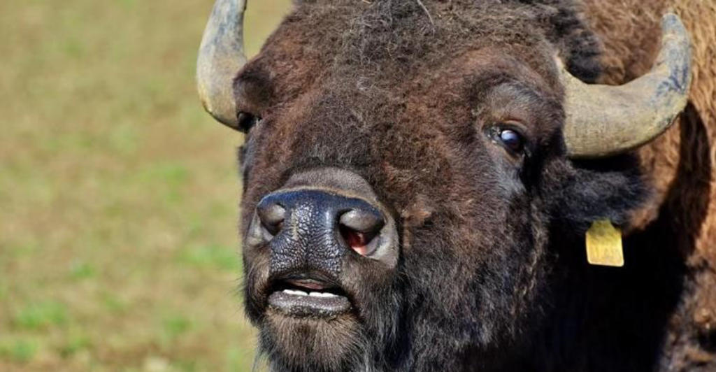 Cazar bisontes en Coahuila cuesta 153 mil pesos