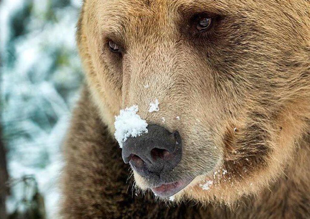 Tierna reacción de un oso al ver nieve caer