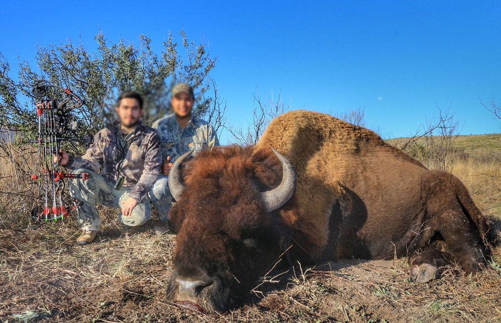 Procede gobierno de Coahuila contra caza ilegal de bisontes