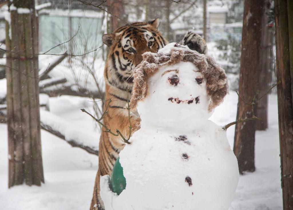 Tigre ataca a muñeco de nieve en zoológico de Finlandia