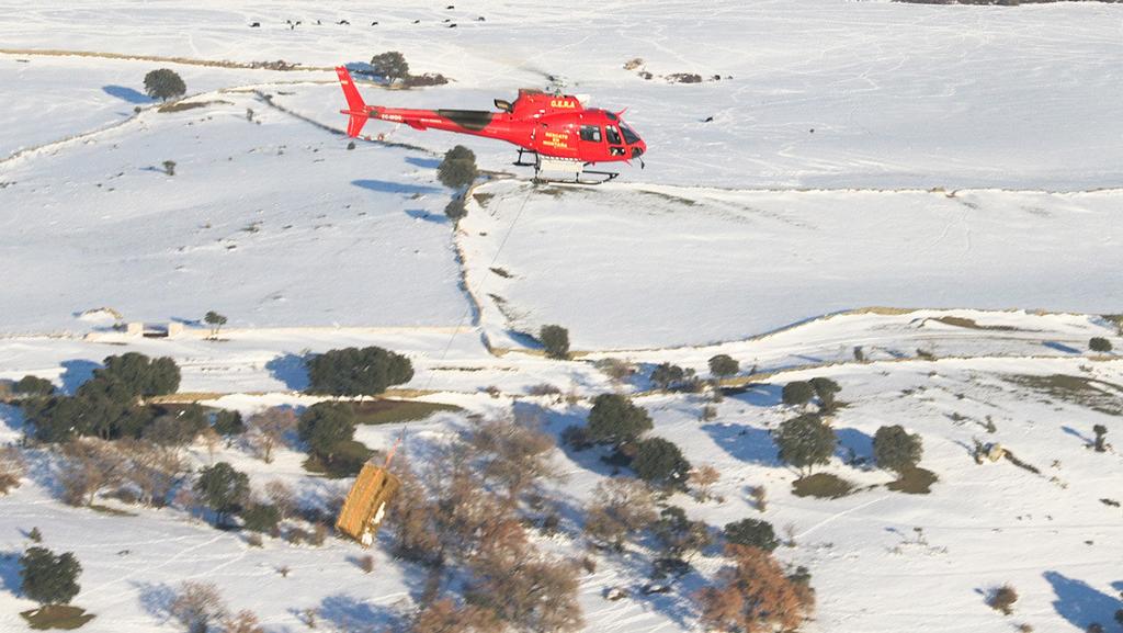 Alimentan por helicóptero a animales que quedaron aislados por la nevada en Madrid
