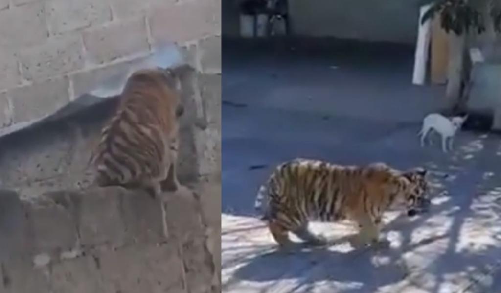 Tigre escapa de su casa y siembra pánico entre habitantes de Hidalgo