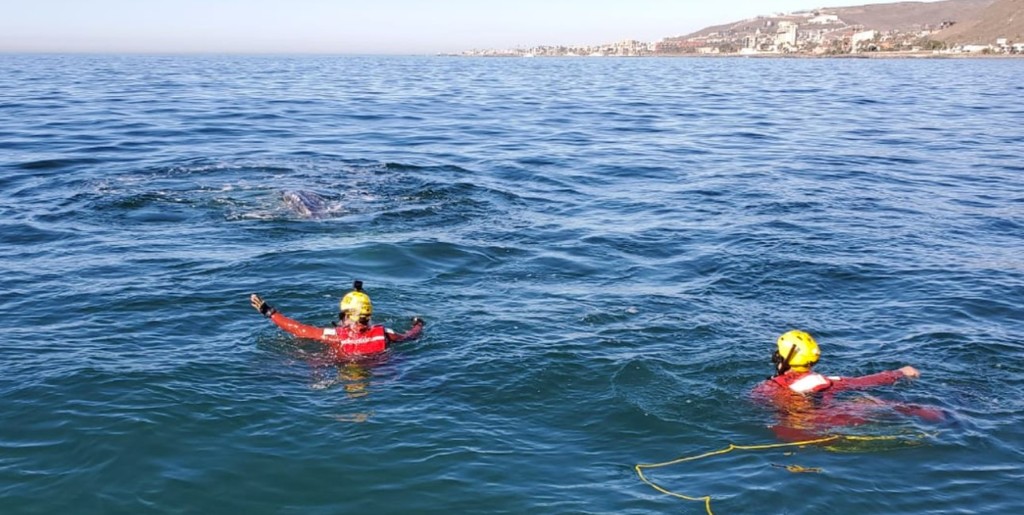 Libera Semar a ballena atrapada en puerto de Ensenada