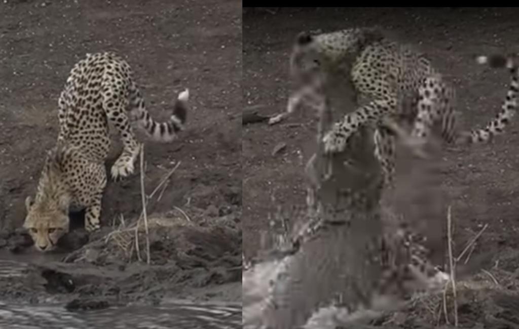 Cocodrilo arrastra y devora a guepardo de una mordida; escena se vuelve viral