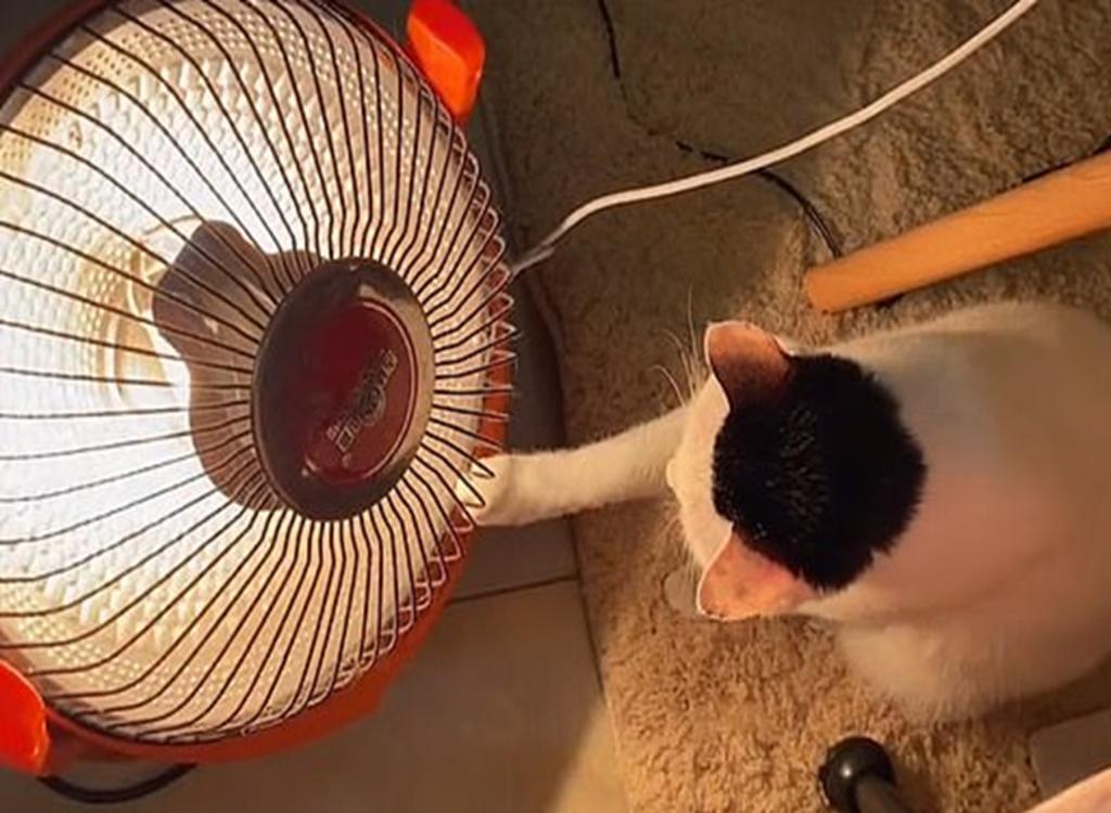 Gato ‘se pelea’ encantadoramente con su dueña por el calentador eléctrico