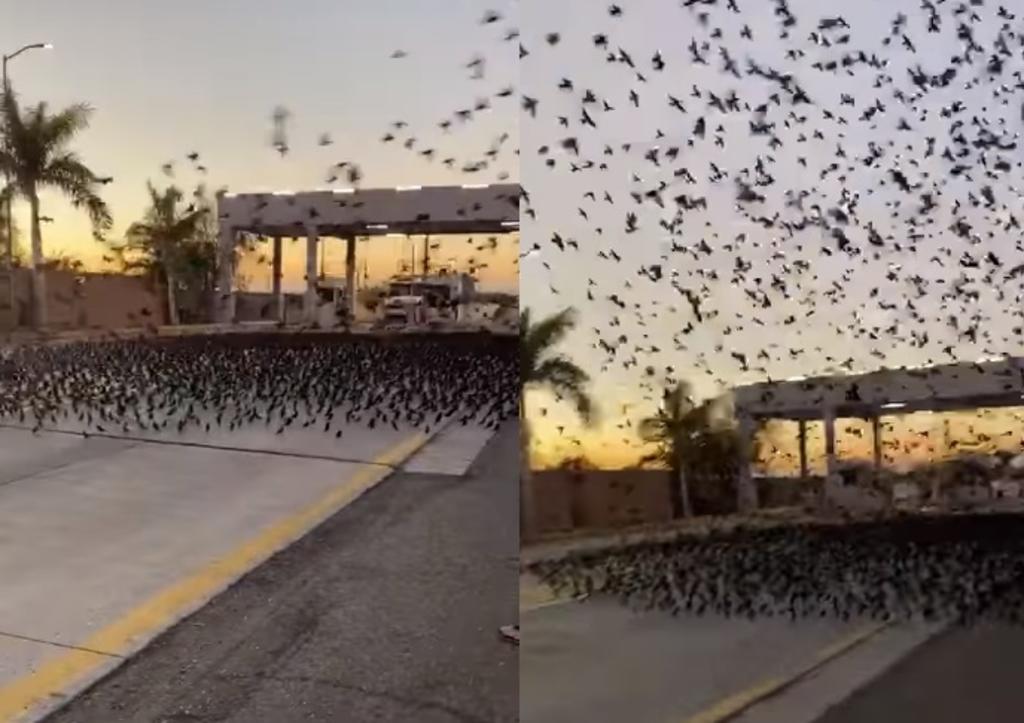 VIRAL: Pájaros 'toman' caseta entre Sinaloa y Sonora