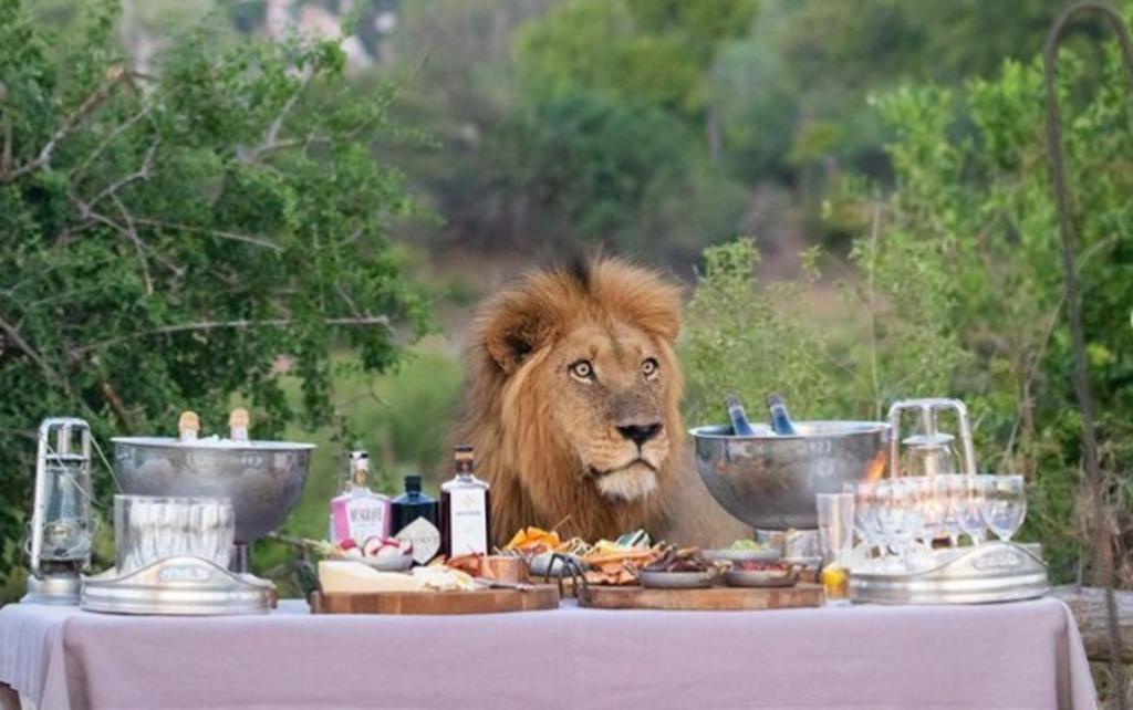 León se 'une' a la cena de turistas en un parque natural de Sudáfrica