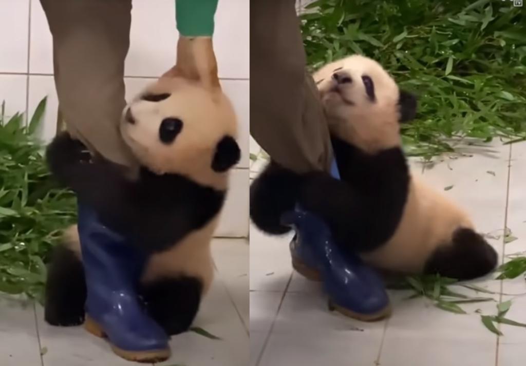 Panda se vuelve viral al no querer separarse de su cuidador