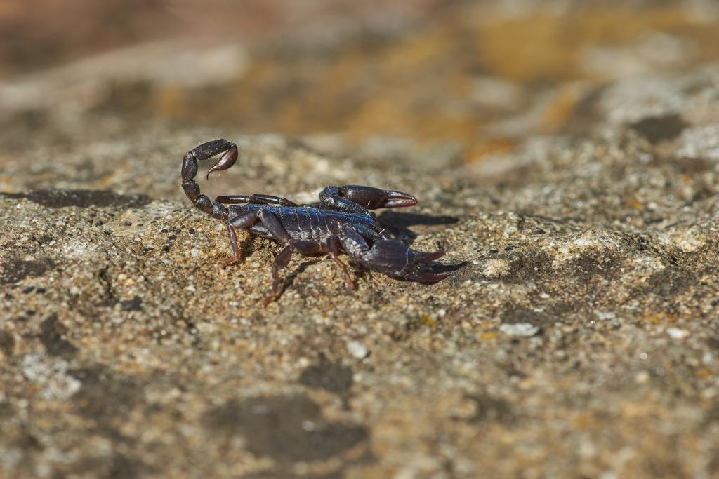 ¿Existen diferencias entre alacranes y escorpiones?
