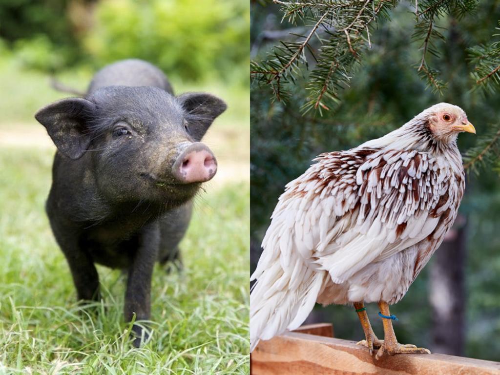 PETA genera burlas por denunciar insultos como ‘rata’ o ‘gallina’