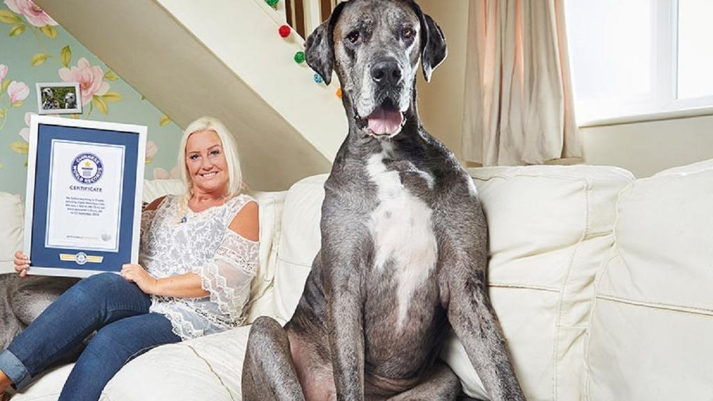 Muere el perro más alto del mundo a los 8 años y medio de edad