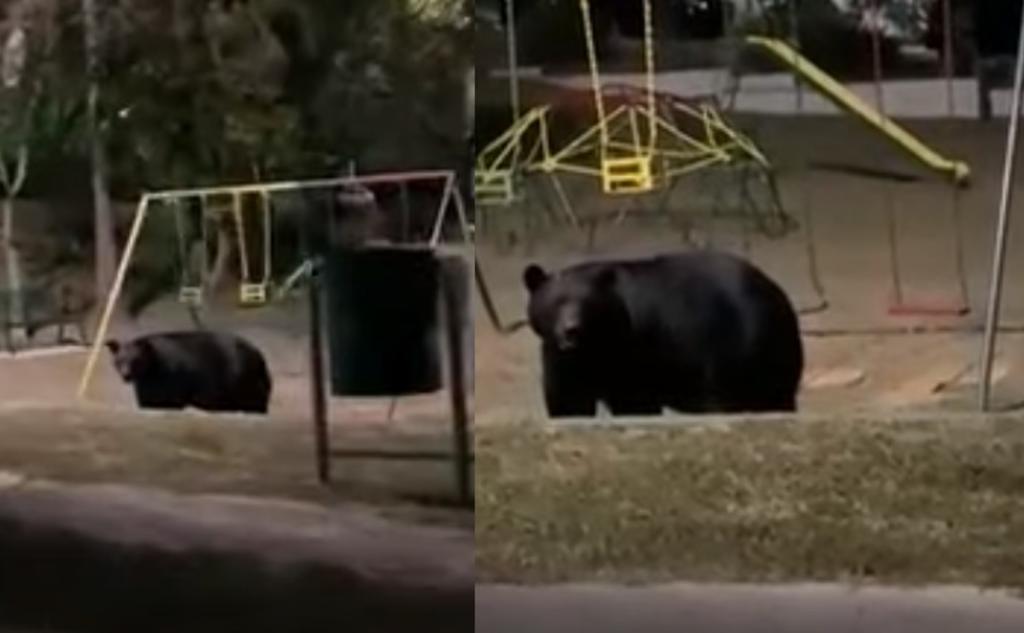 VIRAL: Captan a oso negro en parque de Nuevo León