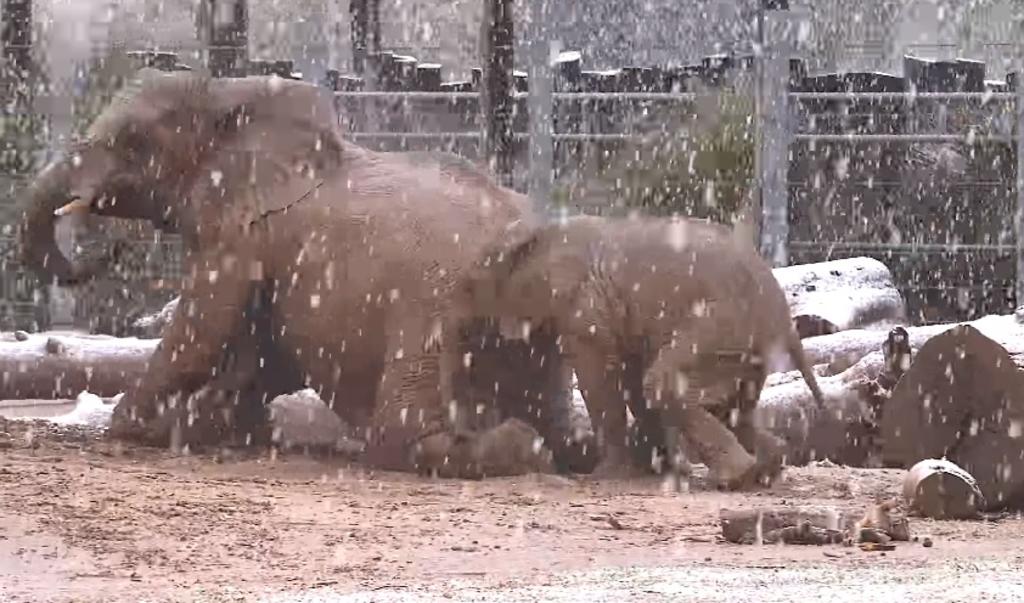 VIDEO: Elefantes disfrutan de la nieve en Arizona