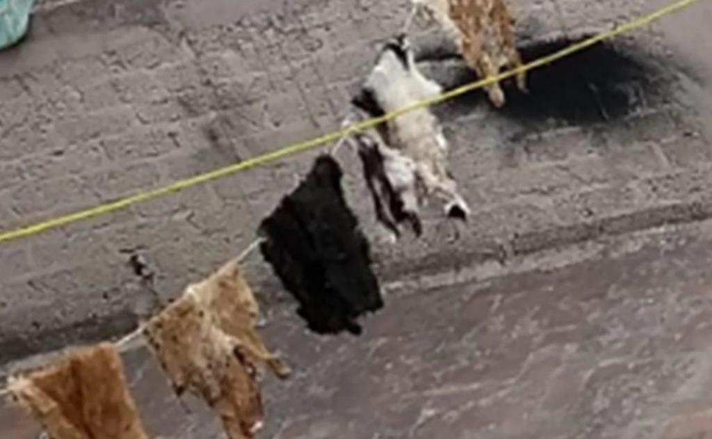 Descubren pieles de perros sacrificados para 'rituales' en Ciudad Neza