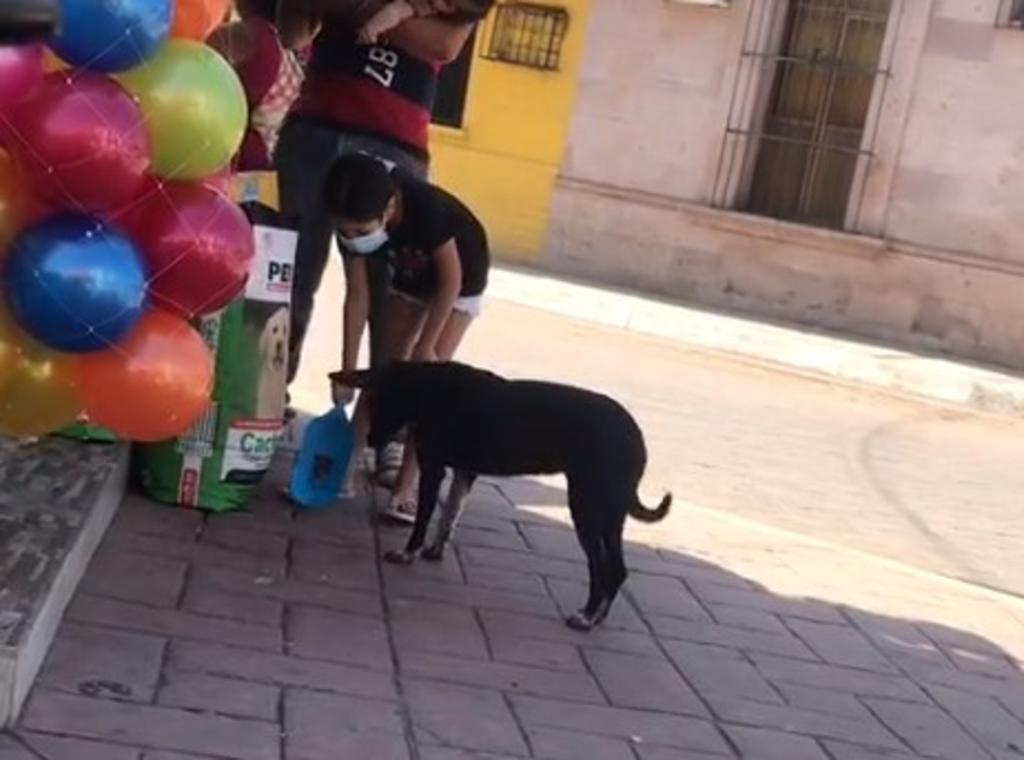 'Noble robo'; niña alimentar a perrito de calle desde costal de tienda