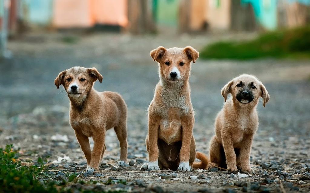 ¿Cuál es la raza de perros más fiel?
