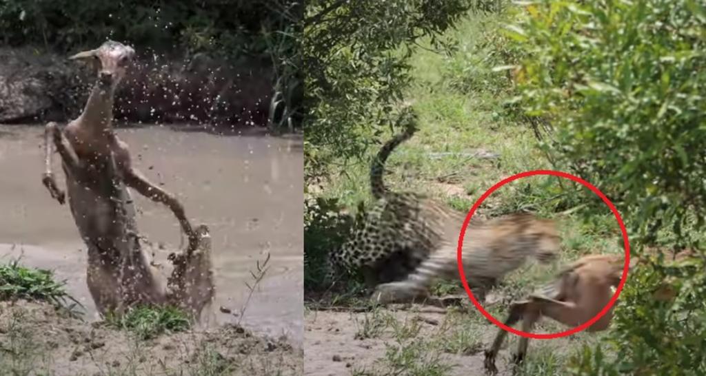 VIRAL: Impala se salva de cocodrilo pero termina devorada por un leopardo