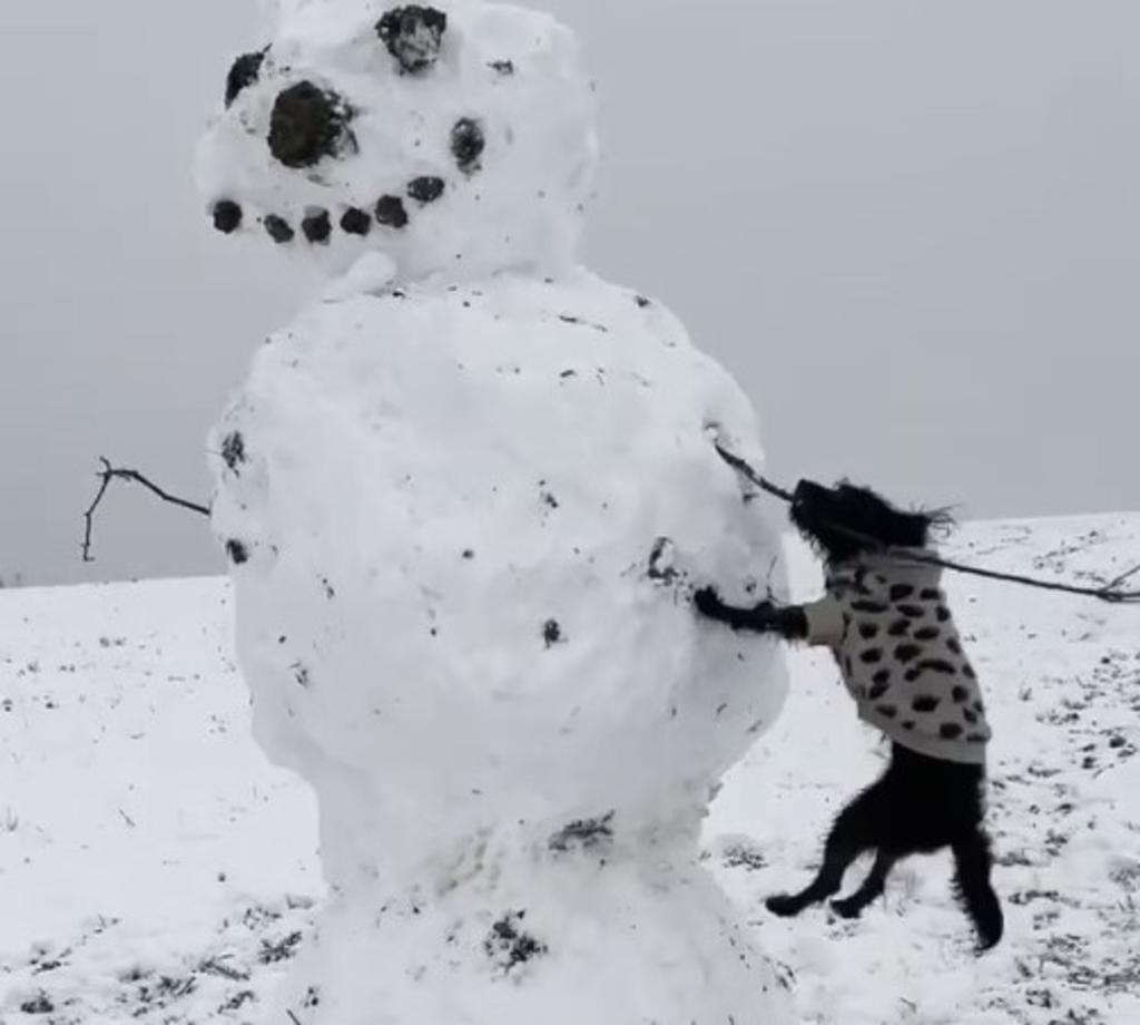 'Pelea' entre perrito y mono de nieve acumula millones de vistas
