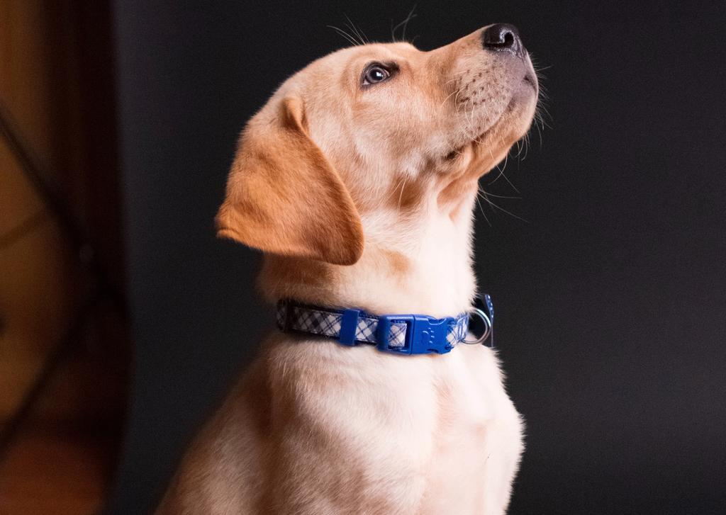 ¿Es necesario que mi perro use un Collar Antipulgas?