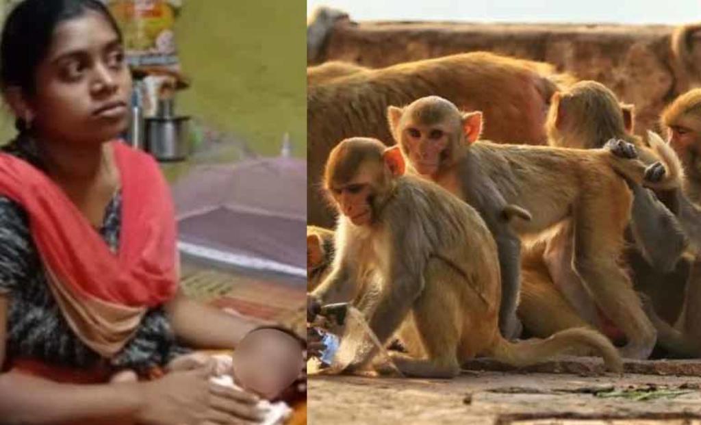 Recién nacida es raptada por monos y encontrada sin vida días después