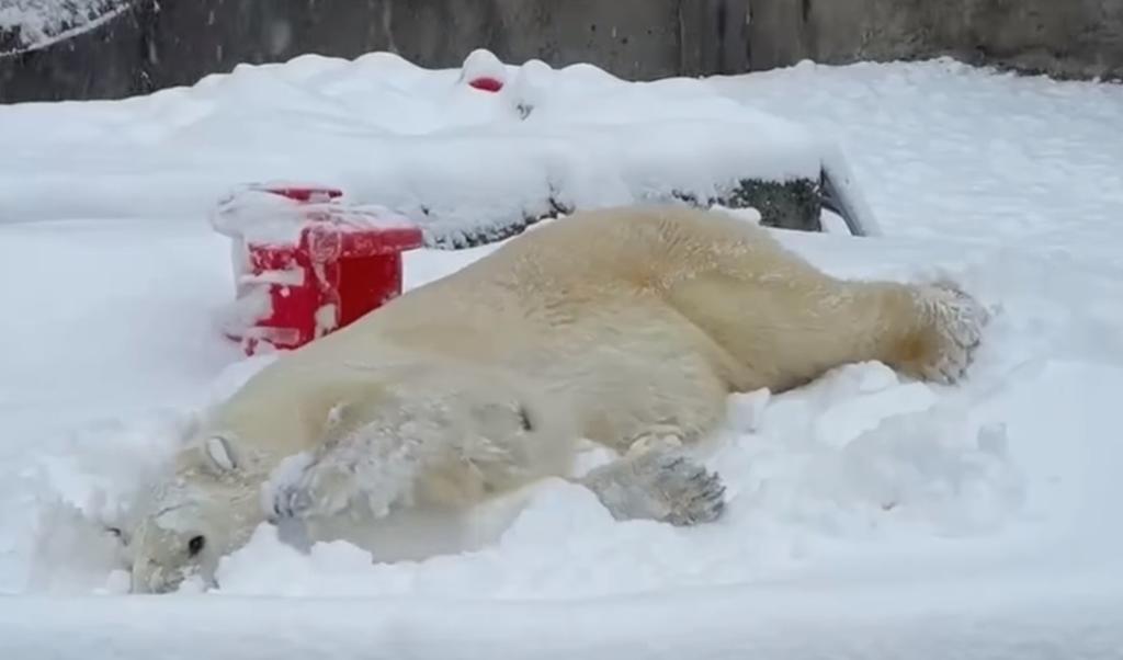 Oso polar disfruta de la tormenta invernal en EUA