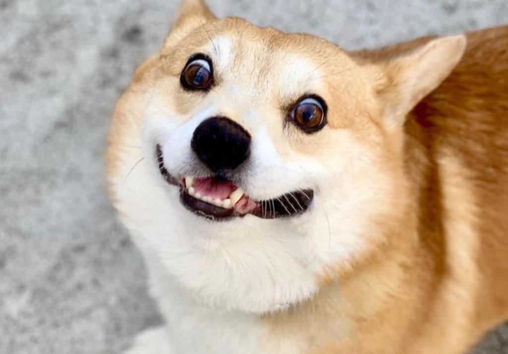 Fallece 'Gen', el perrito corgi famoso en la red por sus divertidas expresiones