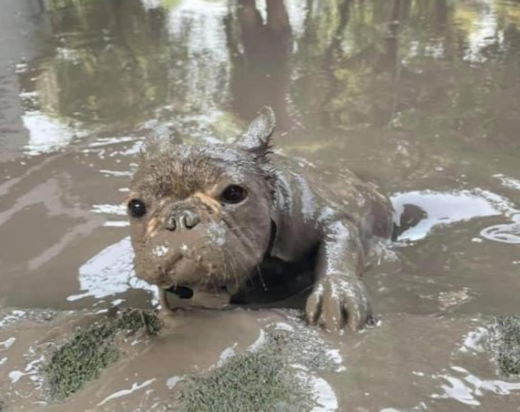 Pug 'hipopótamo' enamora en redes al nadar en lodo
