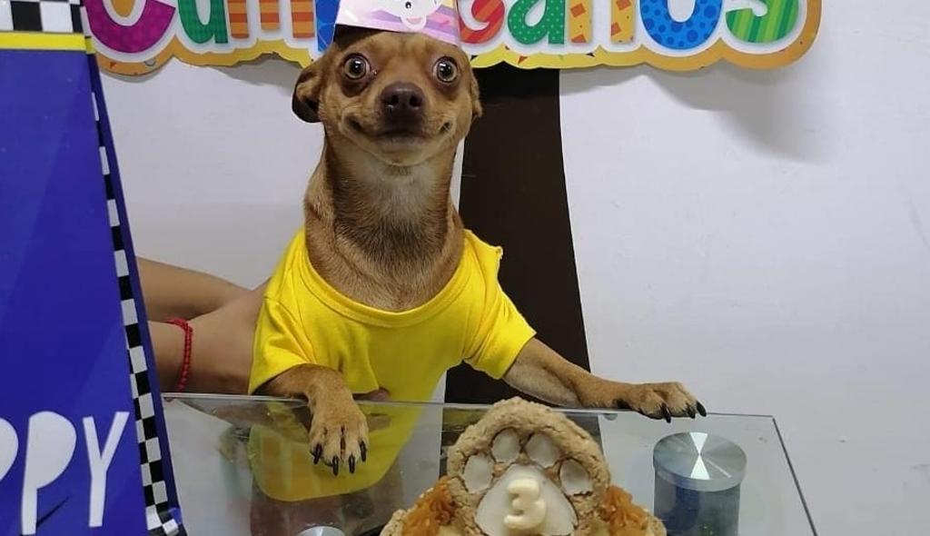 Sonrisa de perrito con su pastel de cumpleaños lo vuelve viral