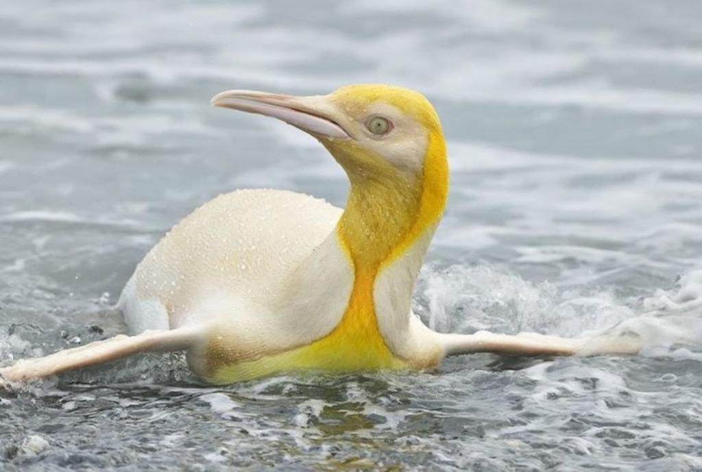 Captan a pingüino amarillo en islas de Georgia del Sur