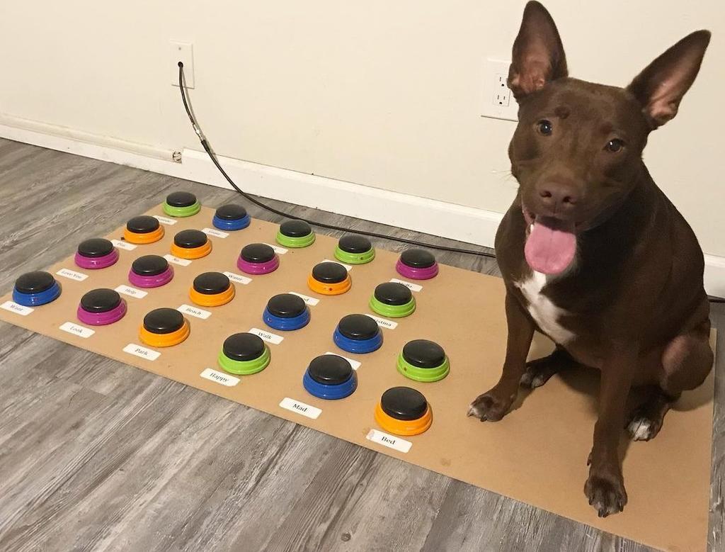 Los famosos tapetes con botones para perros
