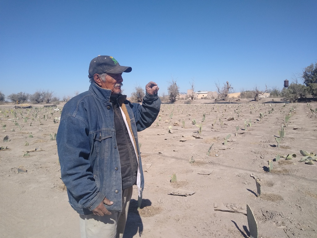A falta de apoyos, opta por el cultivo de nopal en San Pedro