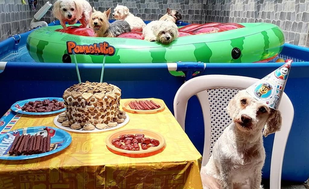 Fiesta de perritos con alberca se vuelve viral