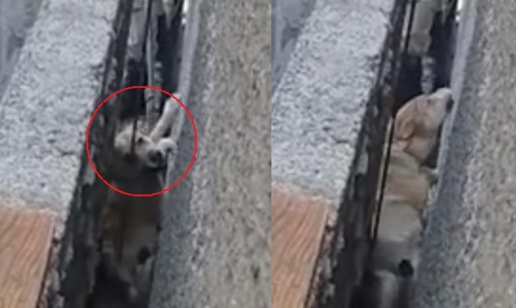 Policías de la CDMX rescatan a perrito atrapado entre dos muros