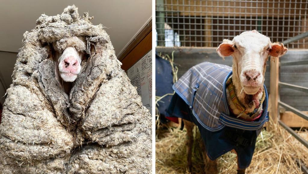 Le quitan a oveja salvaje 35 kilogramos de lana que le impedían ver