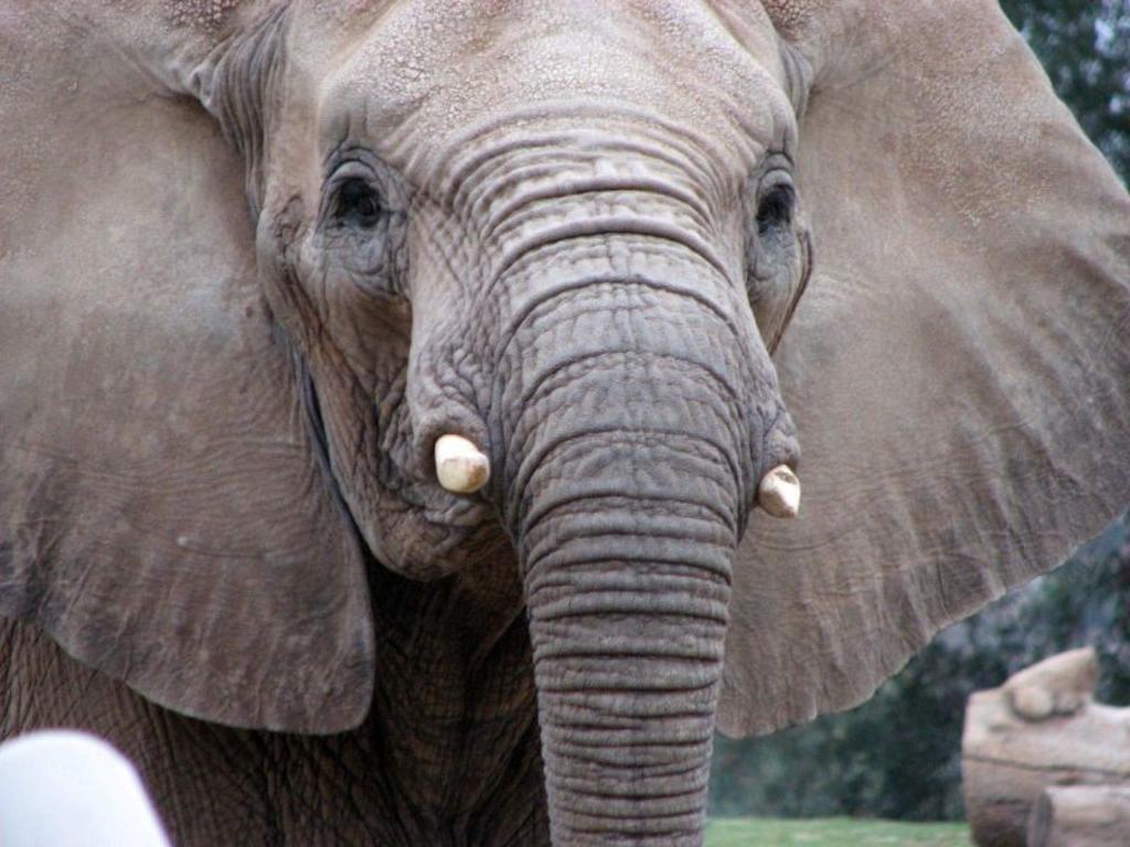 Elefante golpe fatalmente con su trompa a su cuidador